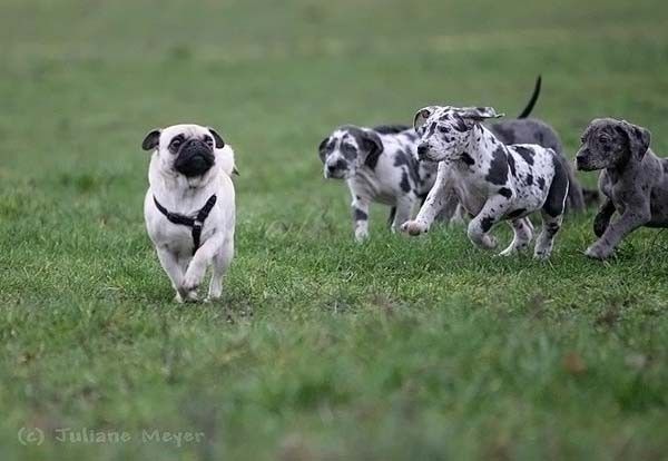 running dog