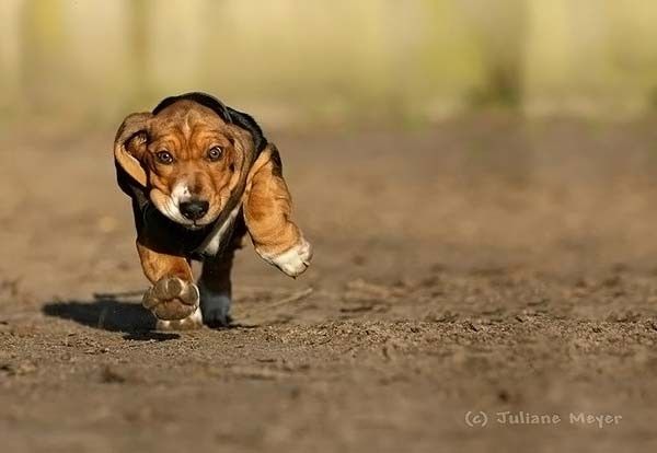 running dog