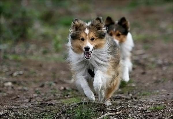 running dog