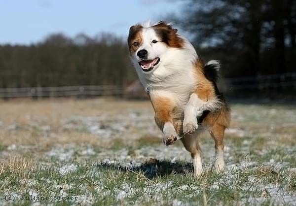 running dog