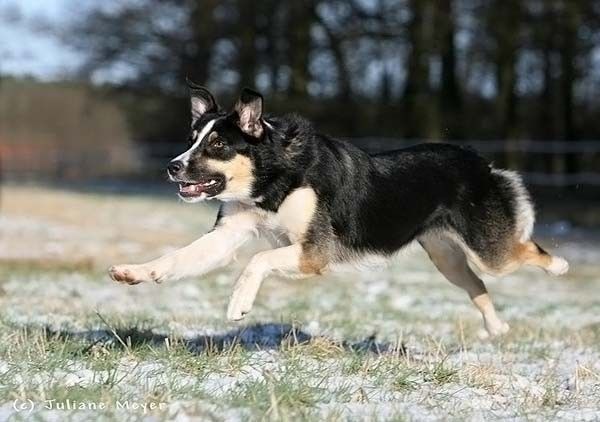 running dog