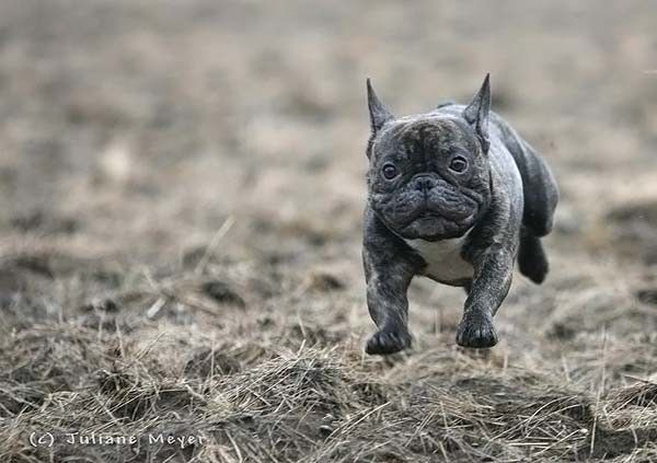 running dog