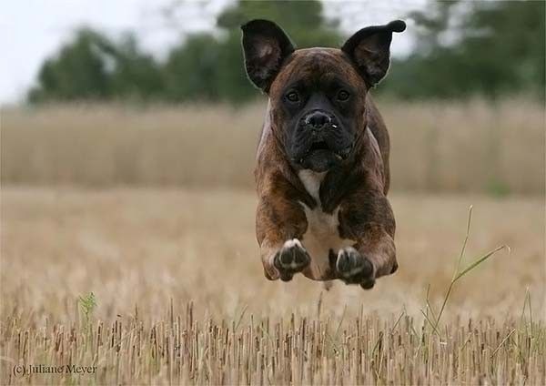 running dog