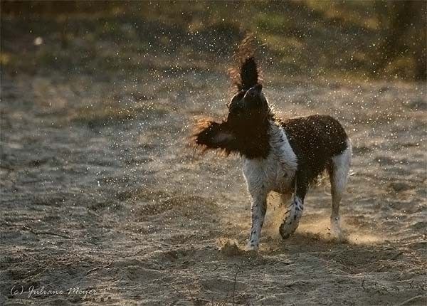 running dog