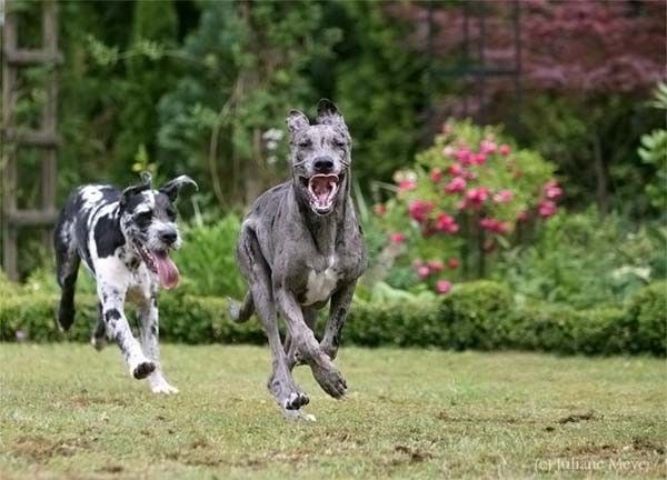 running dog