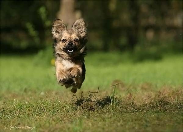 running dog