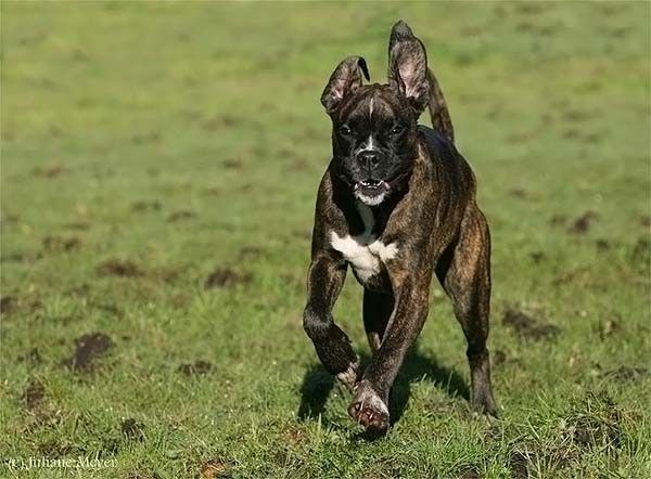 running dog