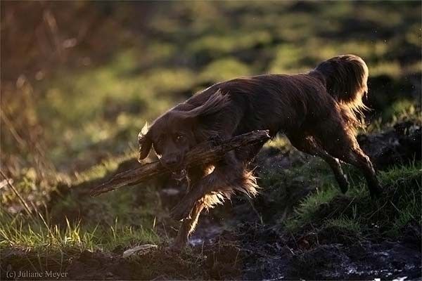 running dog