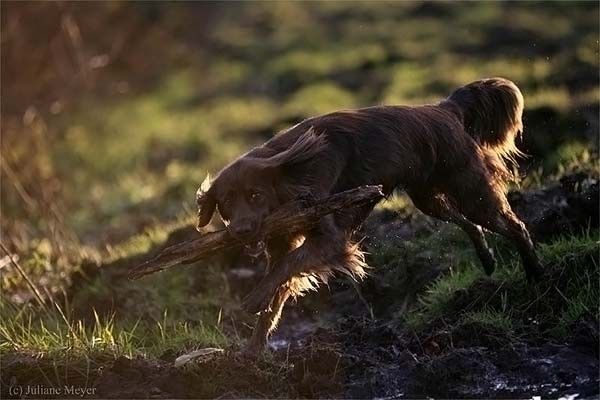 running dog