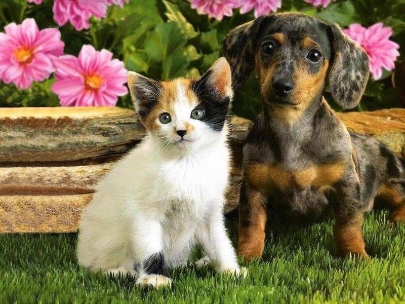 cat and dog