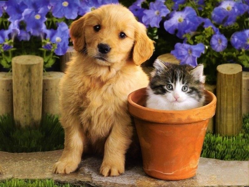 cat and dog