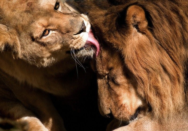 lion love