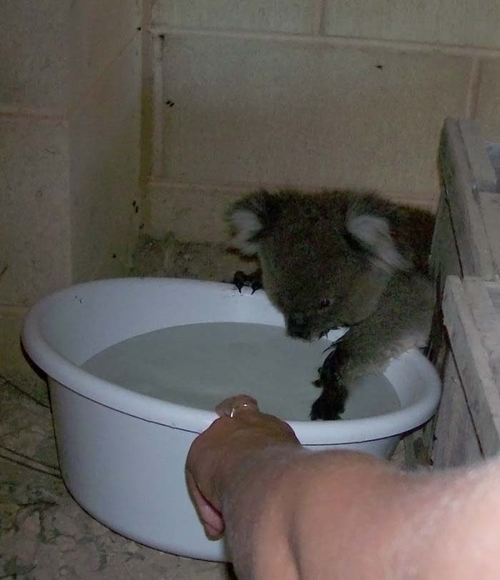 koala bath