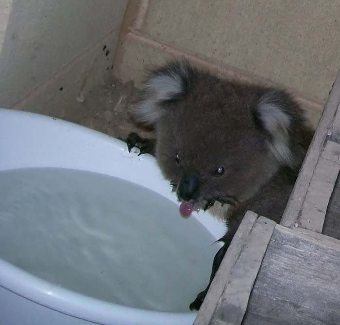 koala bath