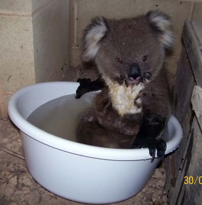 koala bath