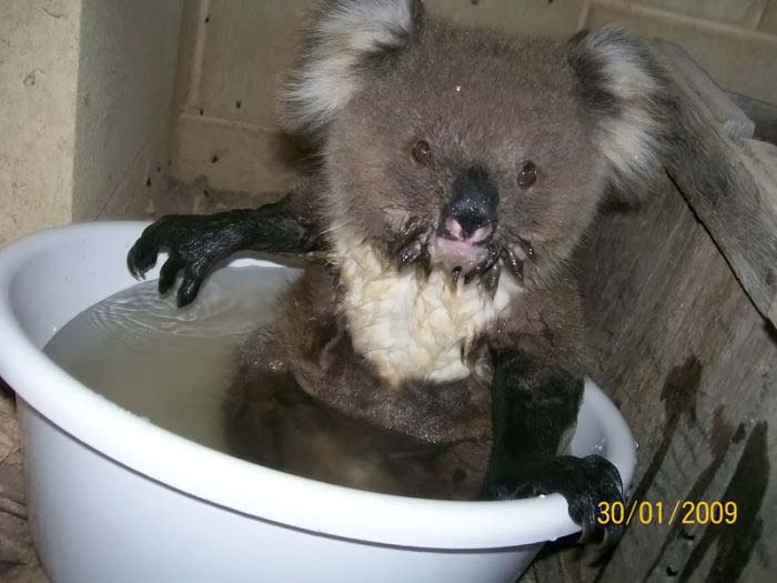 koala bath