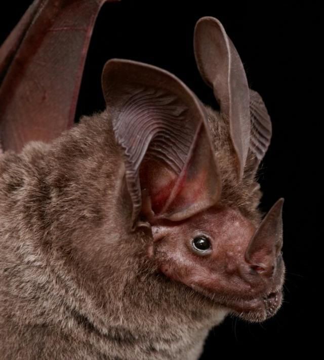 bat, order chiroptera