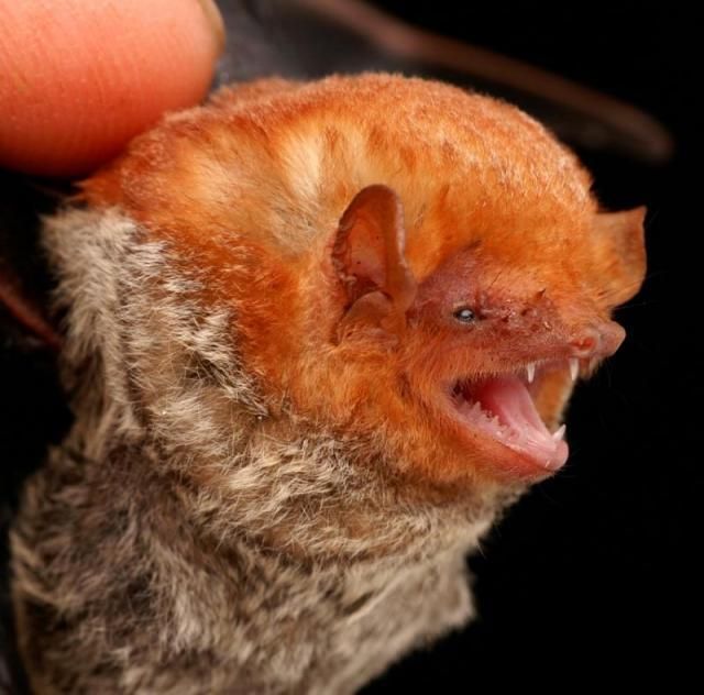bat, order chiroptera