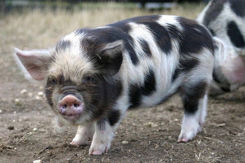 piglet, miniature pig