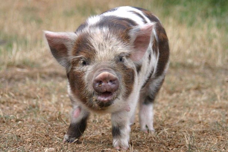 piglet, miniature pig