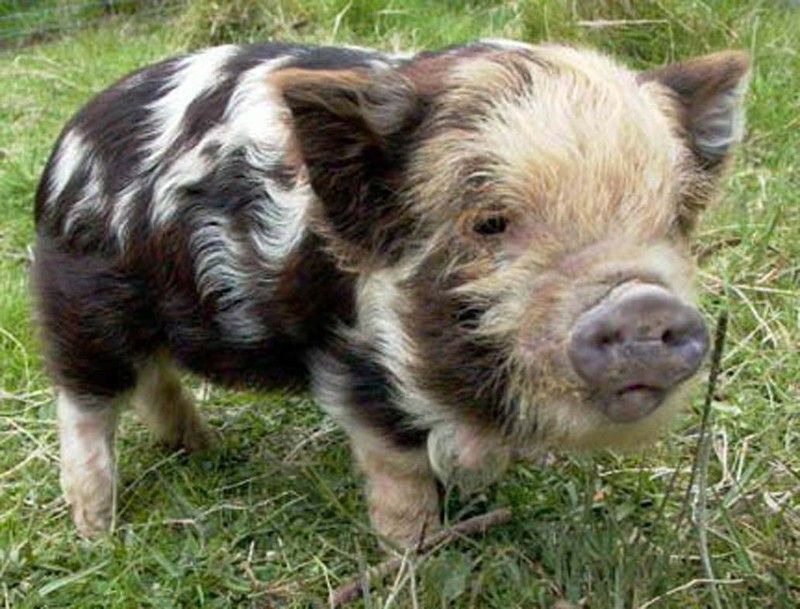 piglet, miniature pig