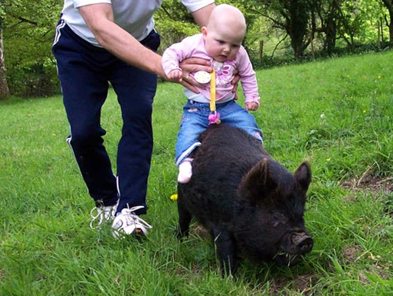 piglet, miniature pig