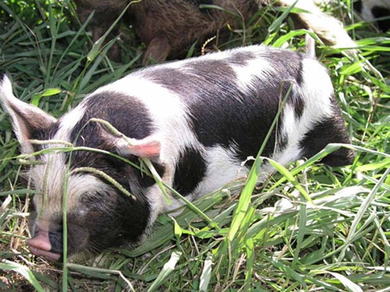 piglet, miniature pig