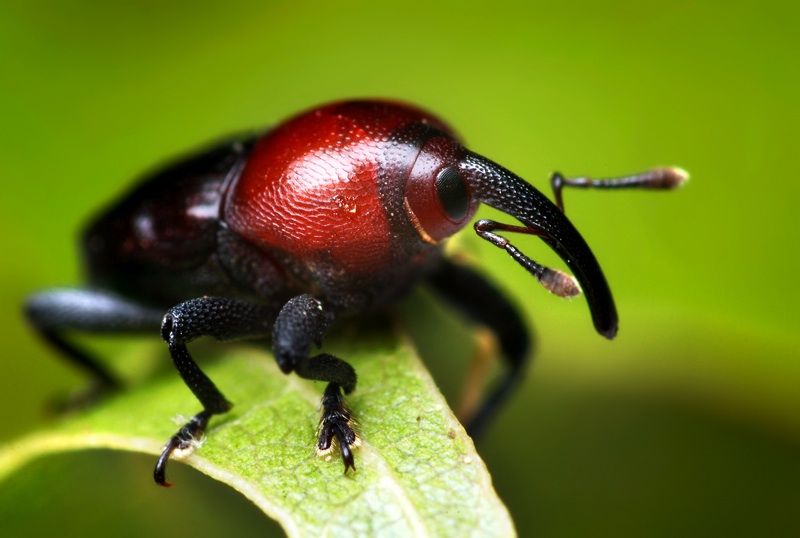 insect macro photography