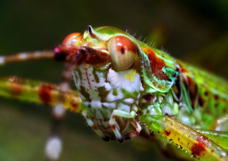 insect macro photography