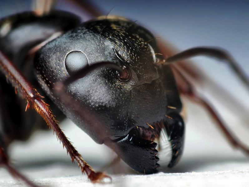 insect macro photography