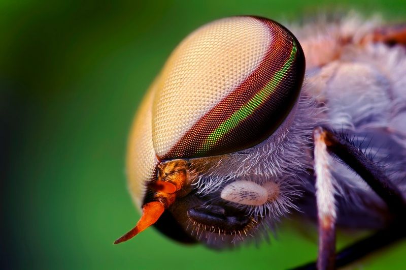 insect macro photography