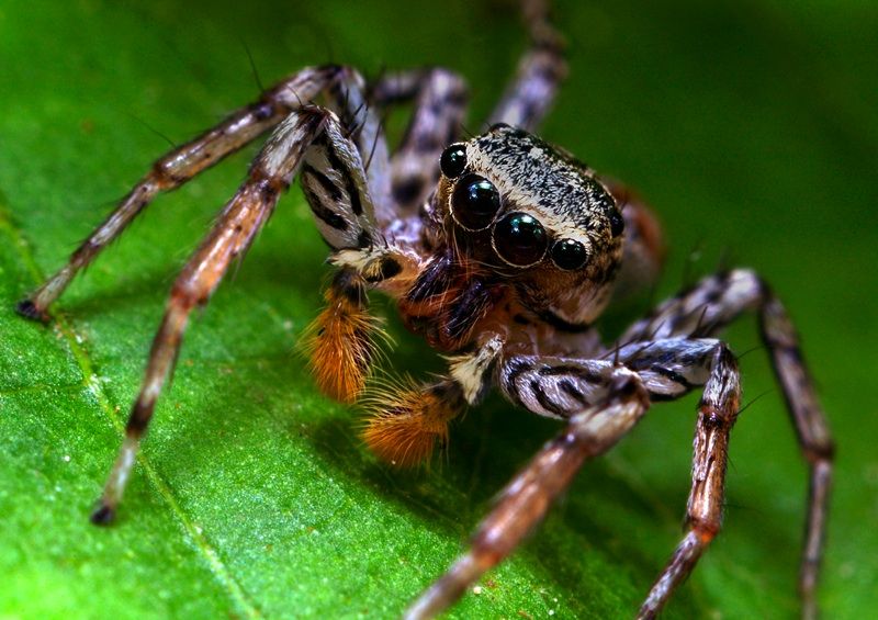 insect macro photography