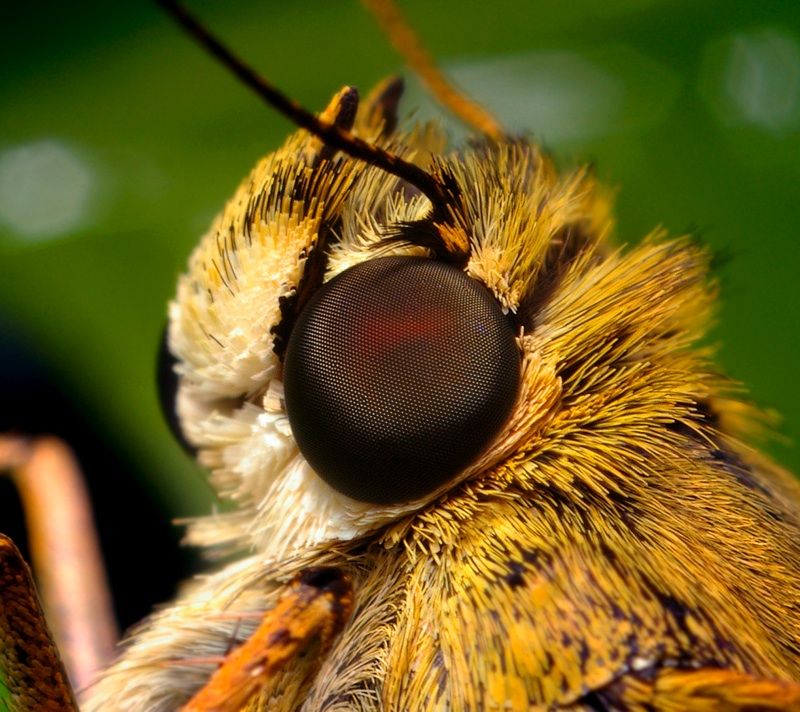 insect macro photography