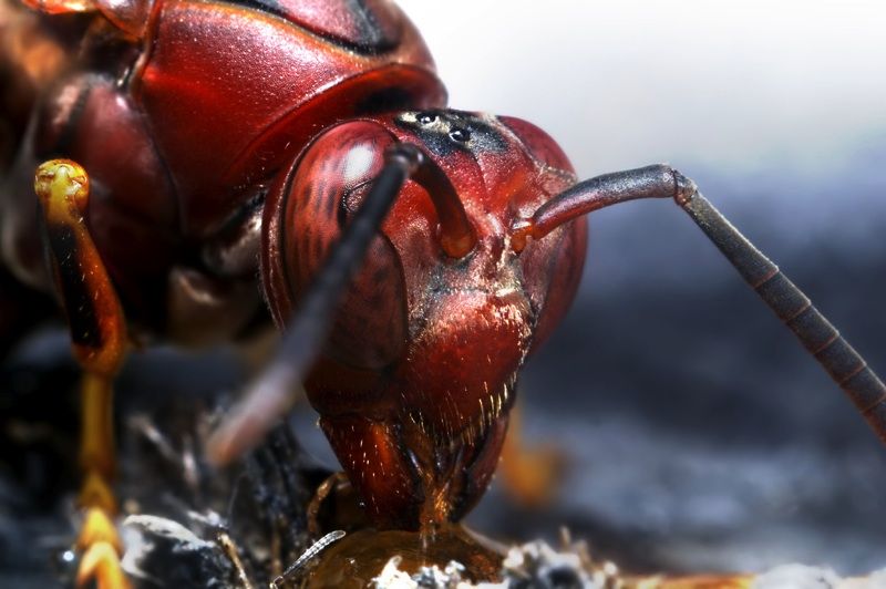 insect macro photography