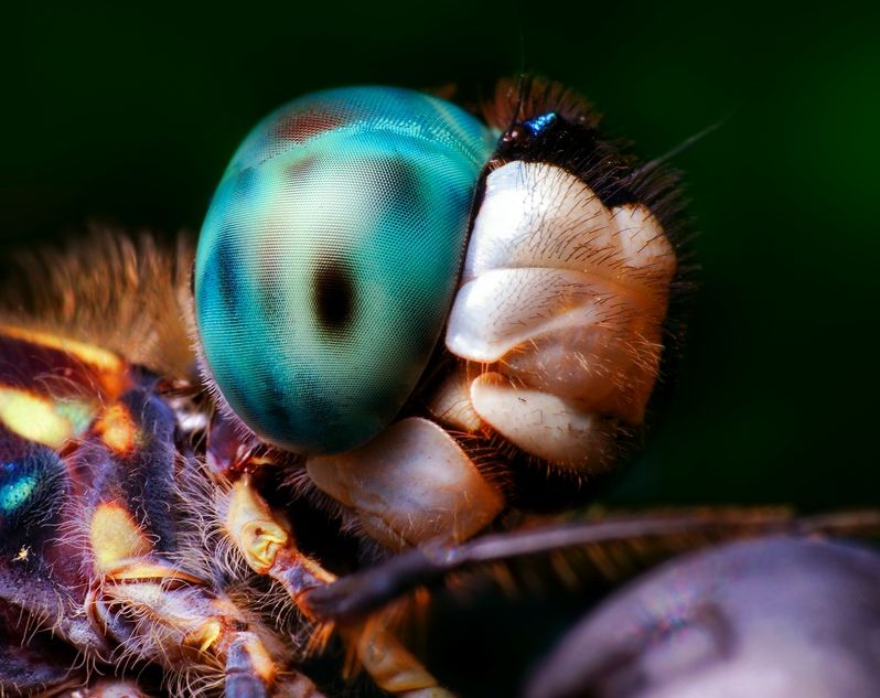 insect macro photography