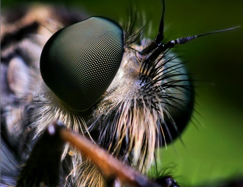 insect macro photography