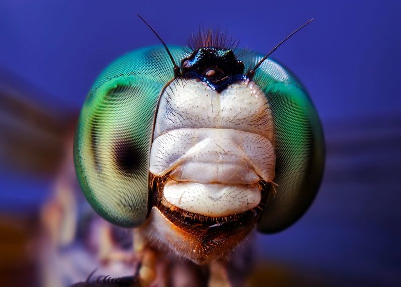 insect macro photography