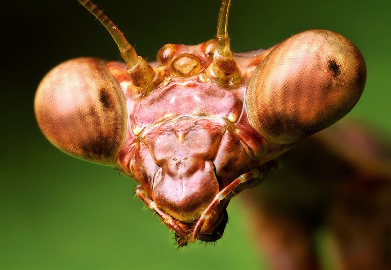 insect macro photography