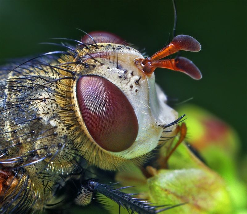 insect macro photography