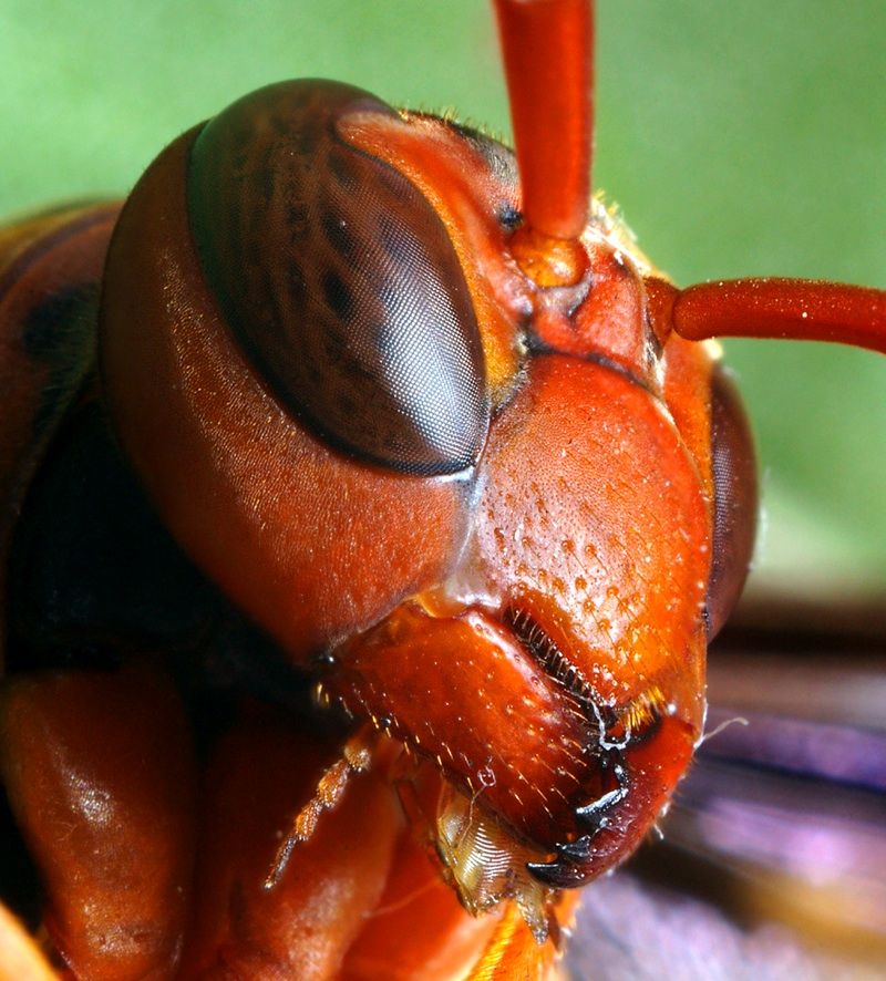 insect macro photography