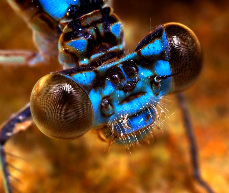 insect macro photography