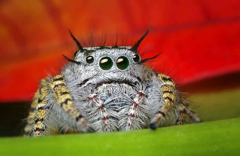 insect macro photography