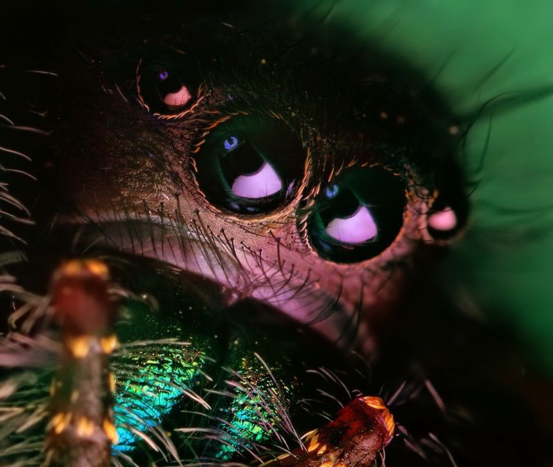 insect macro photography