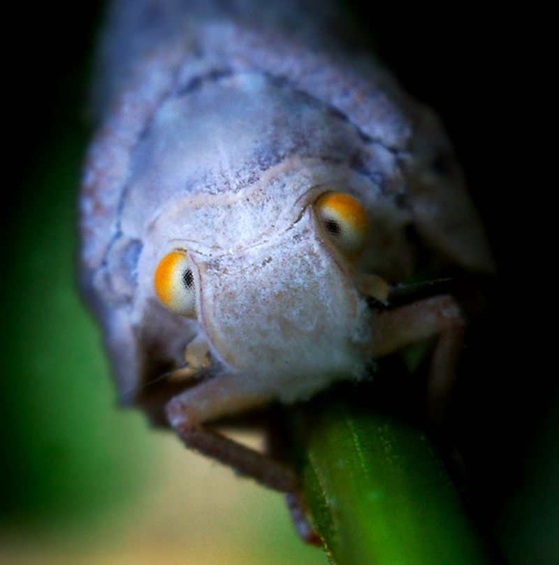 insect macro photography