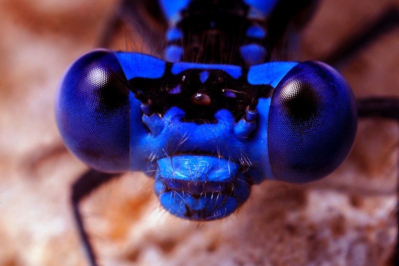 insect macro photography