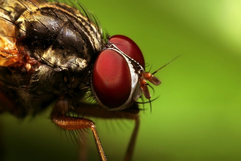 insect macro photography