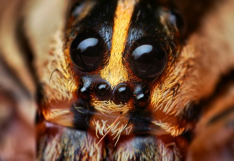 insect macro photography