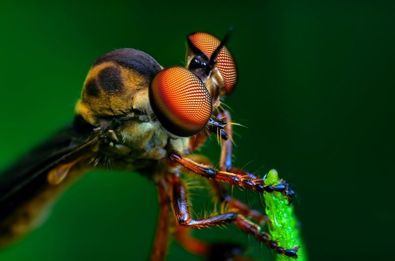 insect macro photography