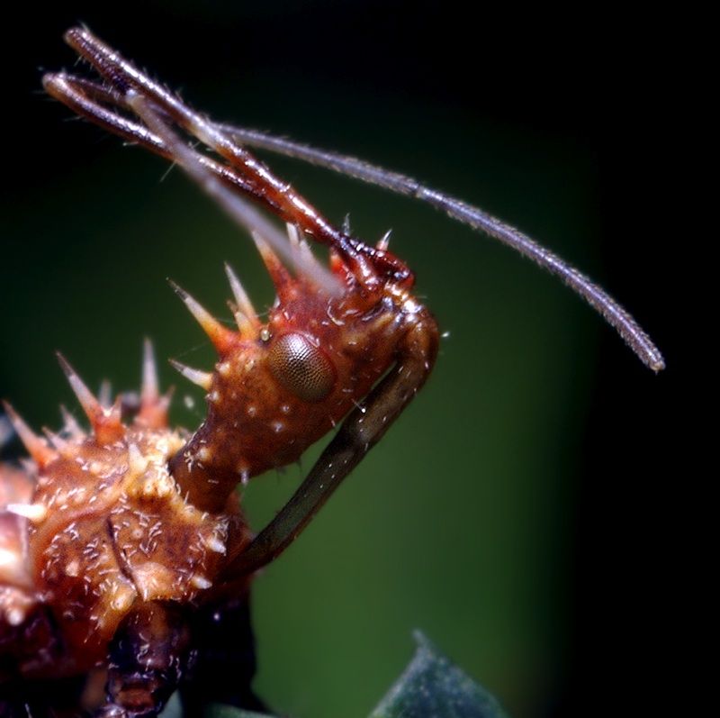 insect macro photography