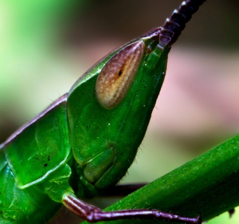 insect macro photography